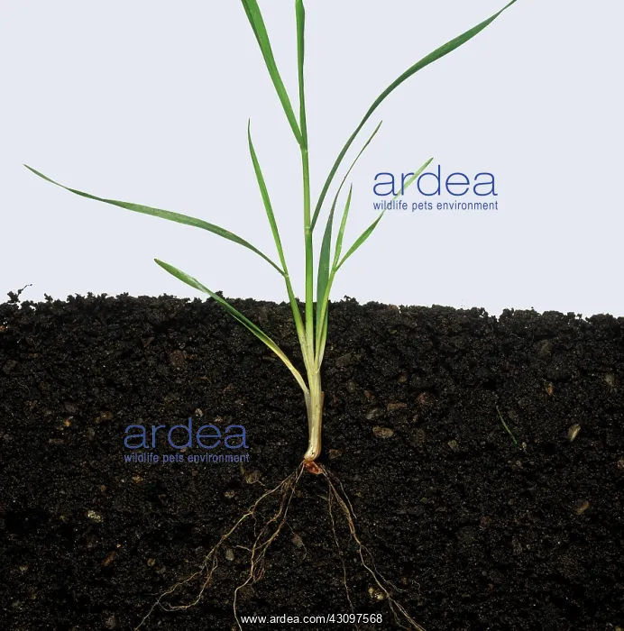 : Wheat plant stage 21 : Wheat plant stage 21