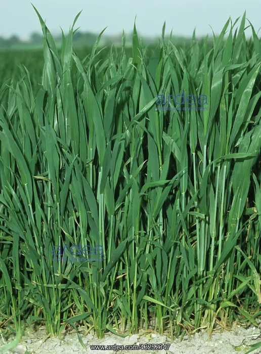  : Wheat plants