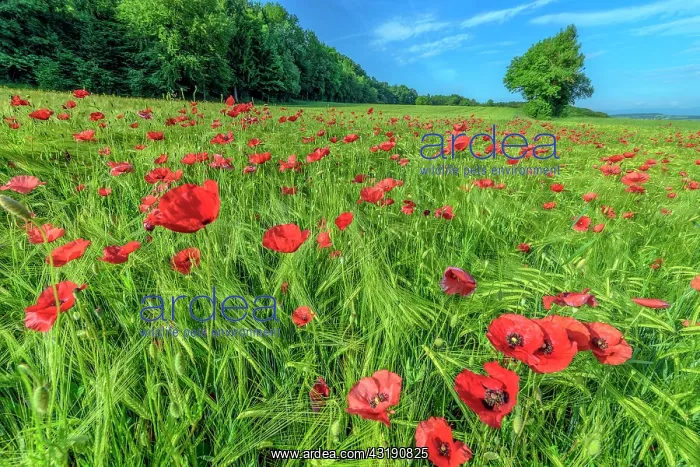 : Wheat and poppies in bloom, Haute Savoie, France : Wheat and poppies in bloom, Haute Savoie, France