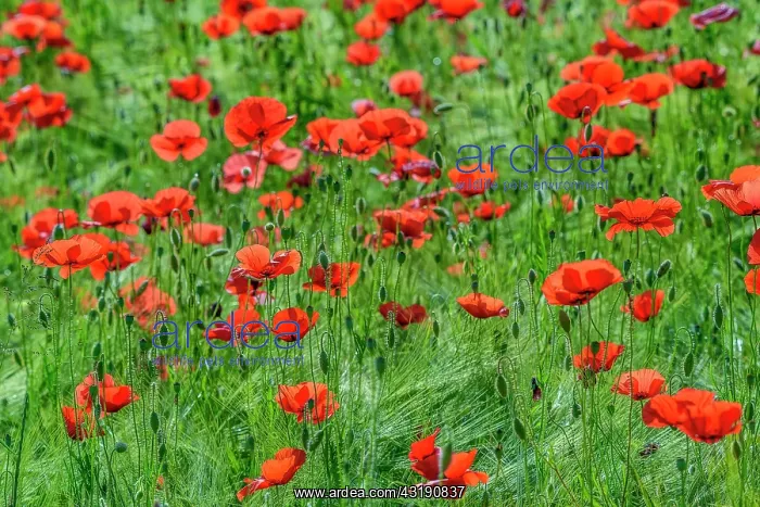 : Wheat and poppies in bloom, Haute Savoie, France : Wheat and poppies in bloom, Haute Savoie, France