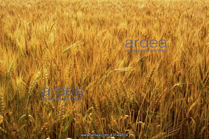 : Wheat almost ready for harvest : Wheat almost ready for harvest