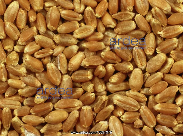 : Wheat seed : Wheat seed