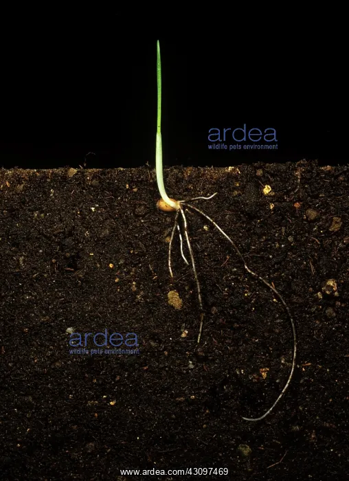 : Wheat seedling : Wheat seedling