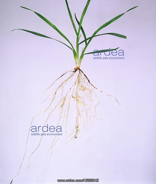 : Wheat seedling : Wheat seedling