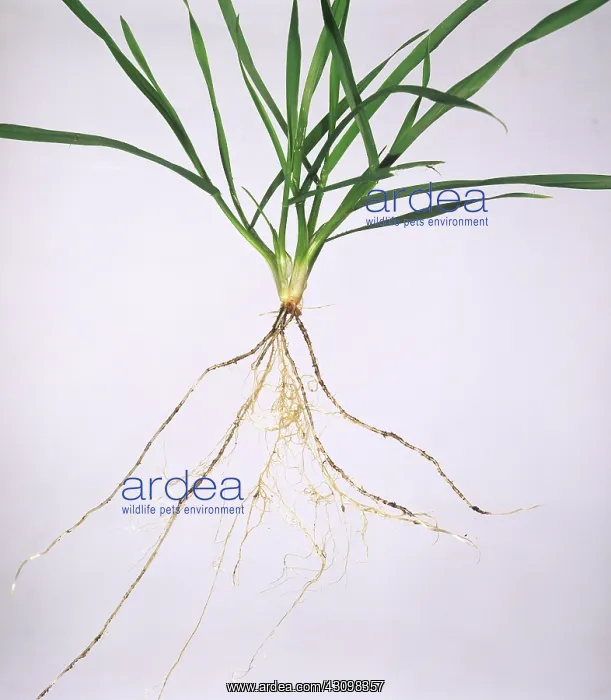 : Wheat seedling : Wheat seedling