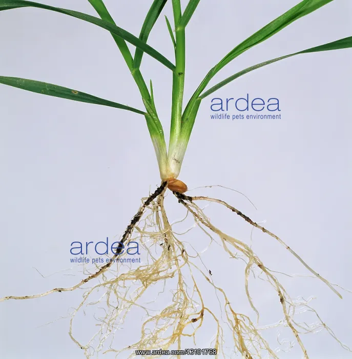 : Wheat seedling : Wheat seedling