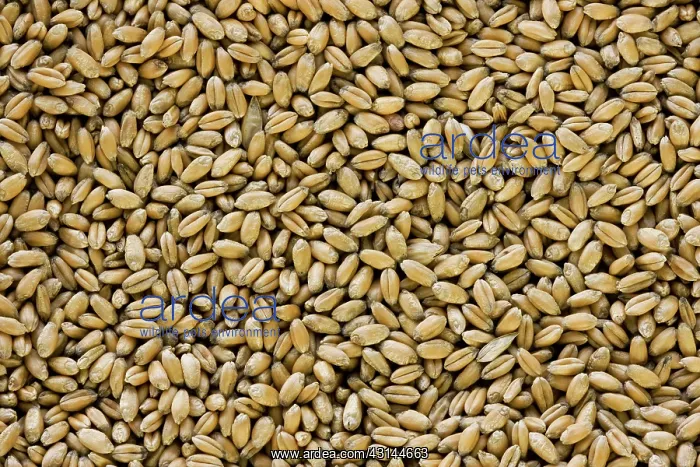 : Wheat seeds : Wheat seeds
