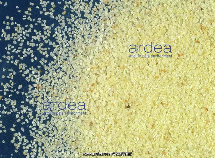 : Wheat semolina : Wheat semolina