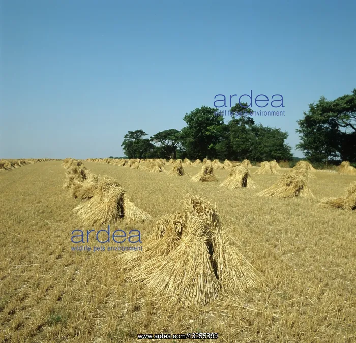 : Wheat stooks after harvest, UK : Wheat stooks after harvest, UK