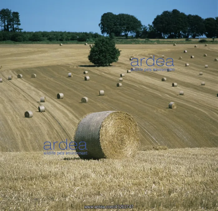 : Wheat Straw Bales : Wheat Straw Bales