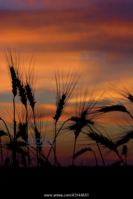 : Wheat at sunrise : Wheat at sunrise