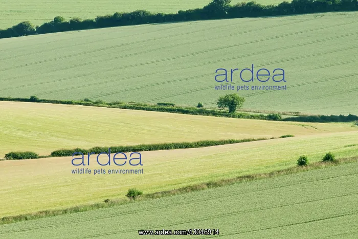 : Wheat, Triticum : Wheat, Triticum
