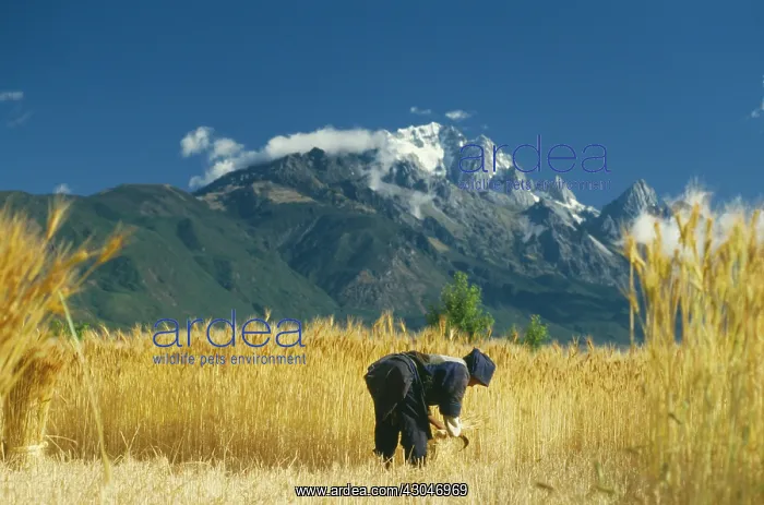 : Wheat, Triticum : Wheat, Triticum