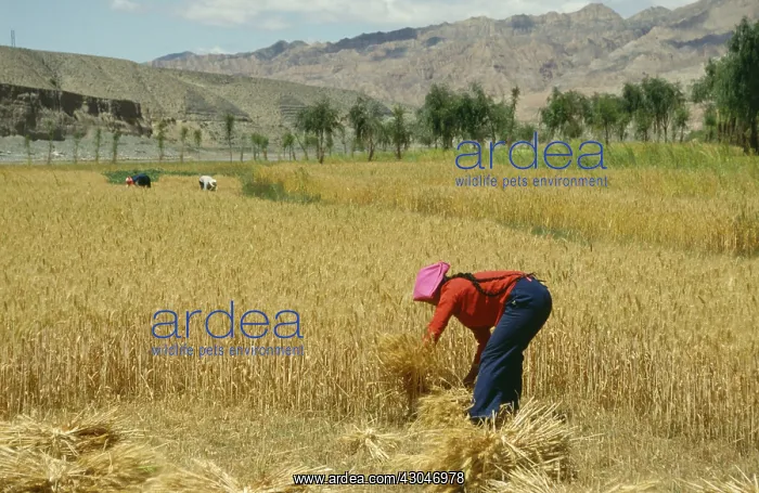 : Wheat, Triticum : Wheat, Triticum