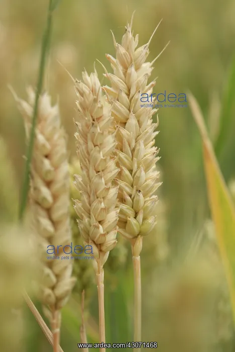  : Wheat, Triticum