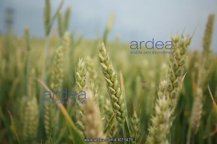: Wheat, Triticum : Wheat, Triticum