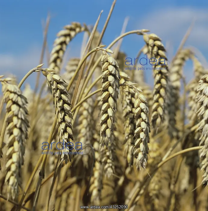 : Wheat (Triticum aestivum) : Wheat (Triticum aestivum)