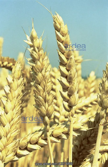  : Wheat (Triticum aestivum)