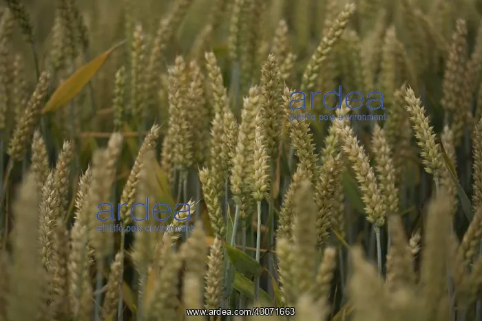 : Wheat, Triticum durum : Wheat, Triticum durum