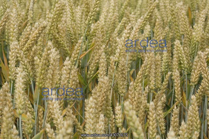 : Wheat, Triticum durum : Wheat, Triticum durum