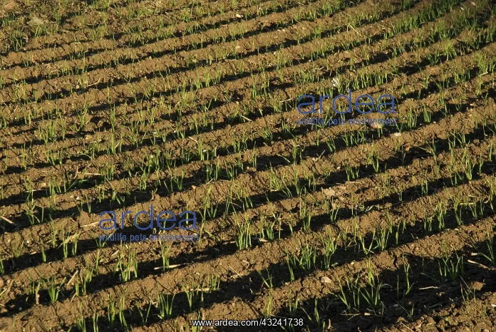 : Wheat, Triticum durum : Wheat, Triticum durum