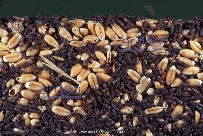 : Wheat Weevil : Wheat Weevil
