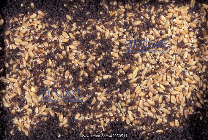 : Wheat Weevil : Wheat Weevil