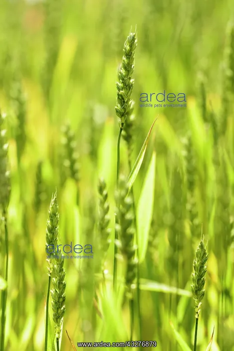 : Wheat, Winter wheat, Triticum aestivum, Green subject : Wheat, Winter wheat, Triticum aestivum, Green subject
