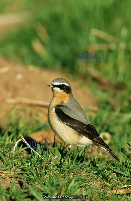  : WHEATEAR (Oenanthe oenanthe)
