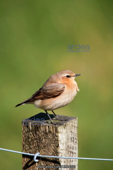 : Wheatear - female : Wheatear - female