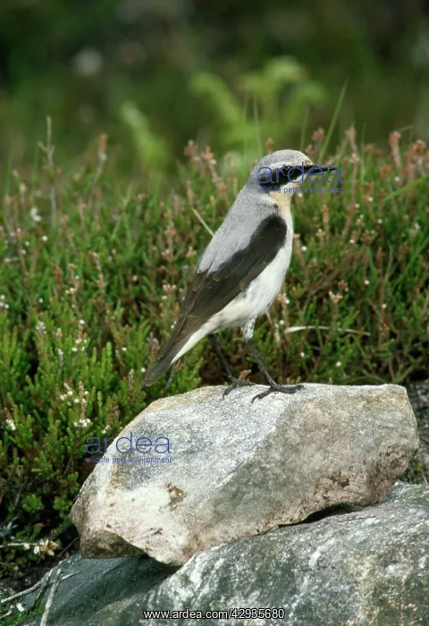  : Wheatear - female