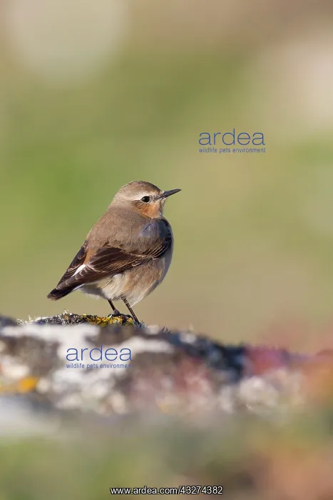 : Wheatear - female : Wheatear - female