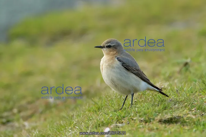  : Wheatear female on grass Spring