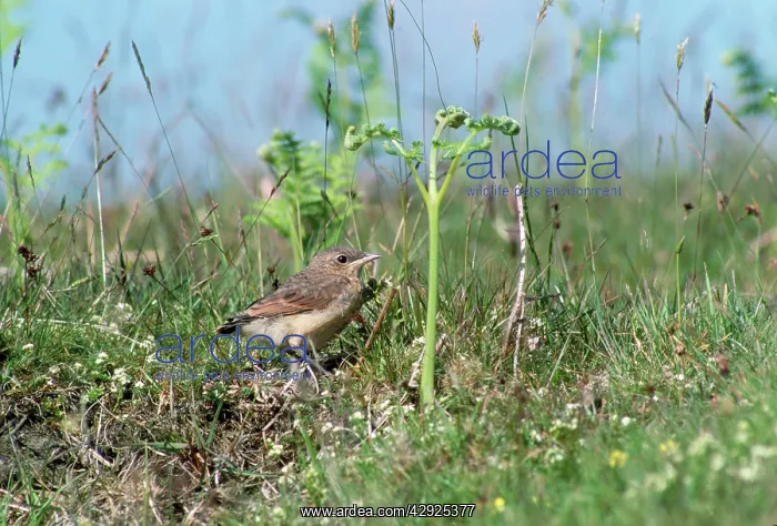  : Wheatear - fledgling