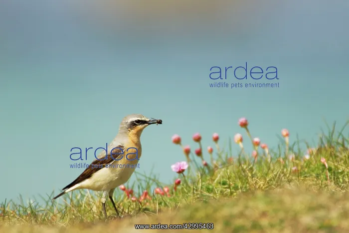 : Wheatear - with insect on cliffs with flowering Thrift : Wheatear - with insect on cliffs with flowering Thrift