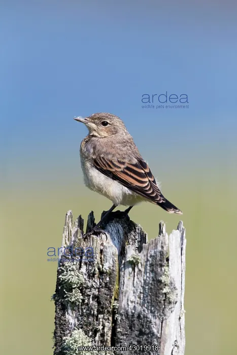  : Wheatear juvenile