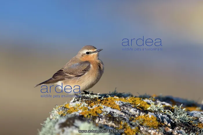 : Wheatear - on Lichen covered rock : Wheatear - on Lichen covered rock