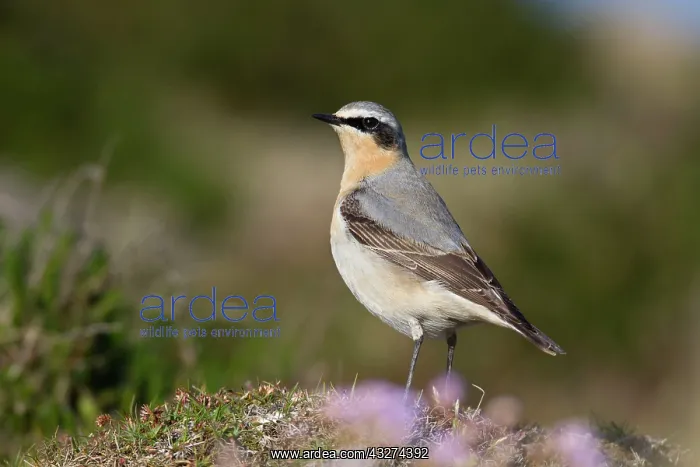 : Wheatear - male : Wheatear - male