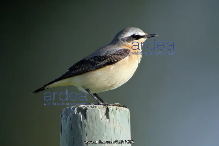 : Wheatear - male bird on fence post : Wheatear - male bird on fence post