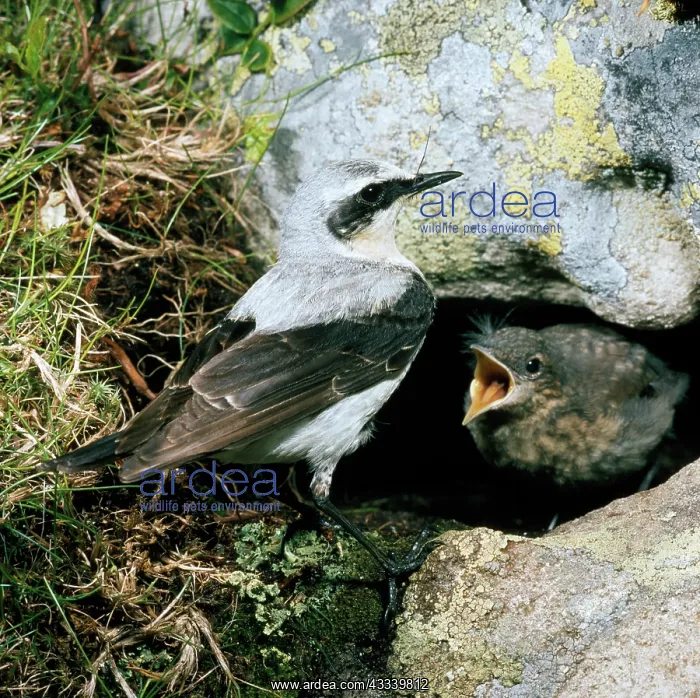 : Wheatear - male and chick : Wheatear - male and chick