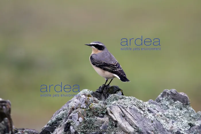 : Wheatear - Male on rock : Wheatear - Male on rock