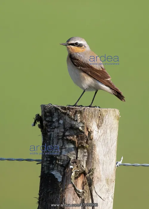  : Wheatear (Oenanthe oenanthe) perched on a fence