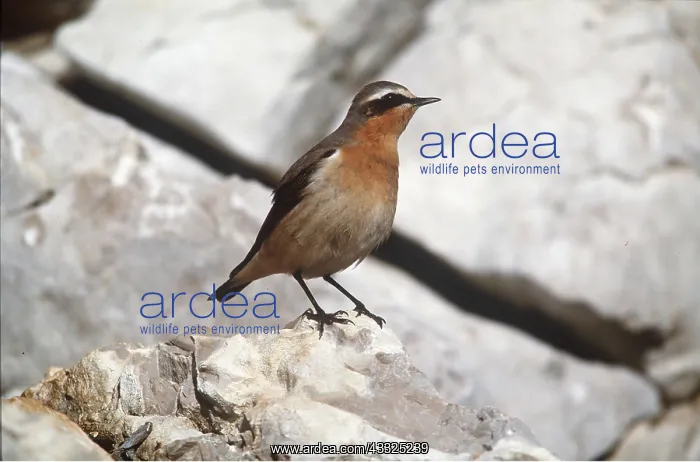 : WHEATEAR - on rock : WHEATEAR - on rock