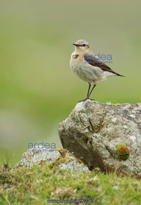 : Wheatear - on top of a rock in the field : Wheatear - on top of a rock in the field