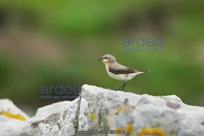 : Wheatear - singing from drystone walls : Wheatear - singing from drystone walls