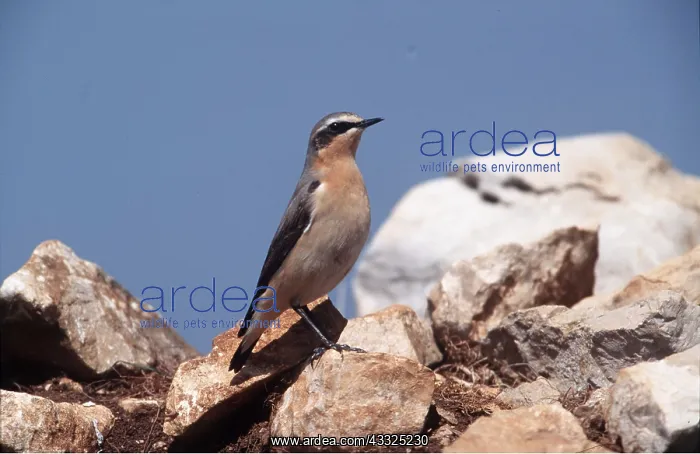 : WHEATEAR - standing on rock in sun : WHEATEAR - standing on rock in sun