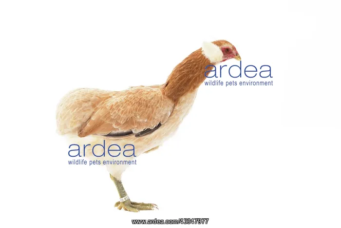 : Wheaten Ameraucana Chicken hen : Wheaten Ameraucana Chicken hen