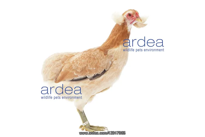  : Wheaten Ameraucana Chicken hen