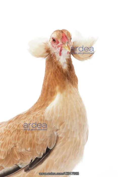  : Wheaten Ameraucana Chicken hen
