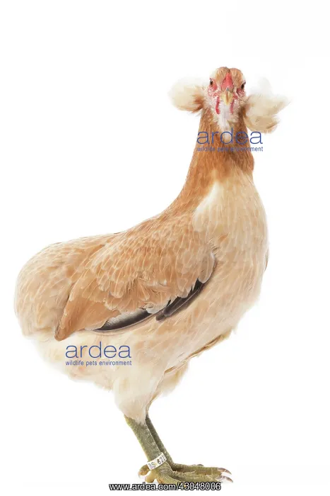  : Wheaten Ameraucana Chicken hen